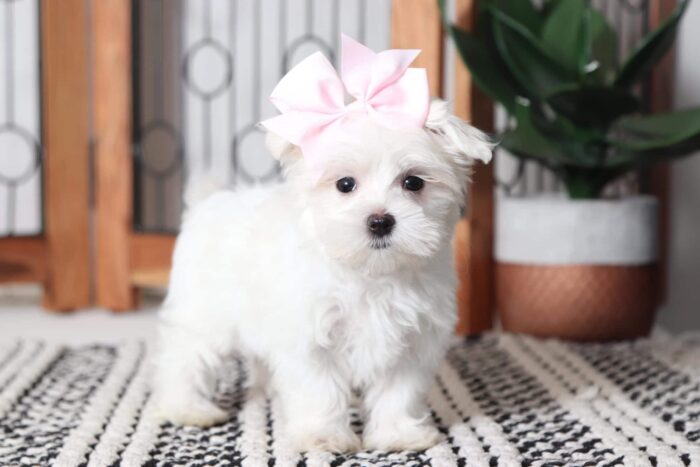 Farah - Gorgeous Female ACA Maltese Puppy