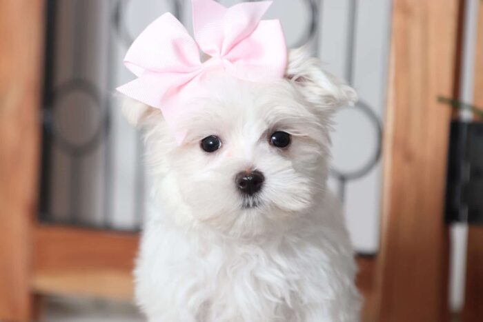 Farah - Gorgeous Female ACA Maltese Puppy - Image 2