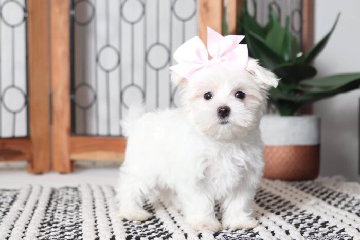 Farah - Gorgeous Female ACA Maltese Puppy - Image 4