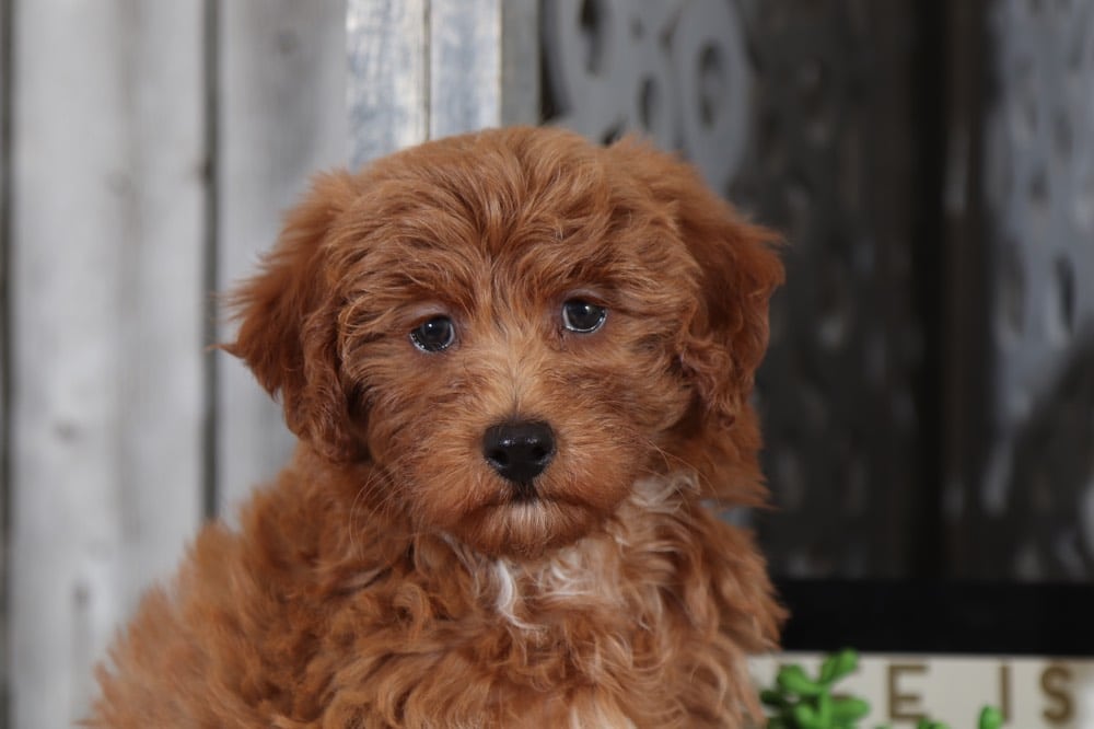 Fawn - Beautiful Mini Aussie-Poo Puppy