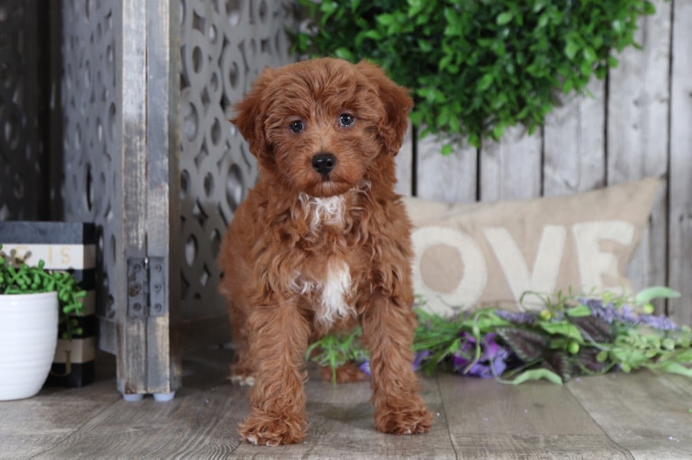 Fawn - Beautiful Mini Aussie-Poo Puppy - Image 2