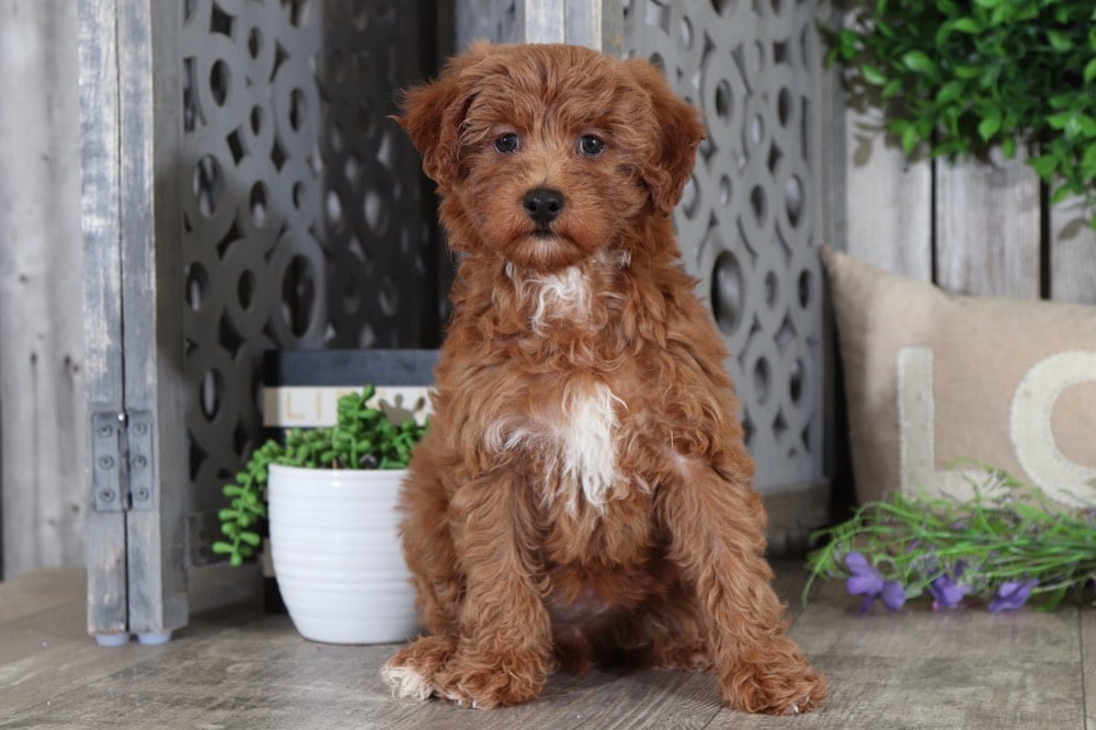 Fawn - Beautiful Mini Aussie-Poo Puppy - Image 3