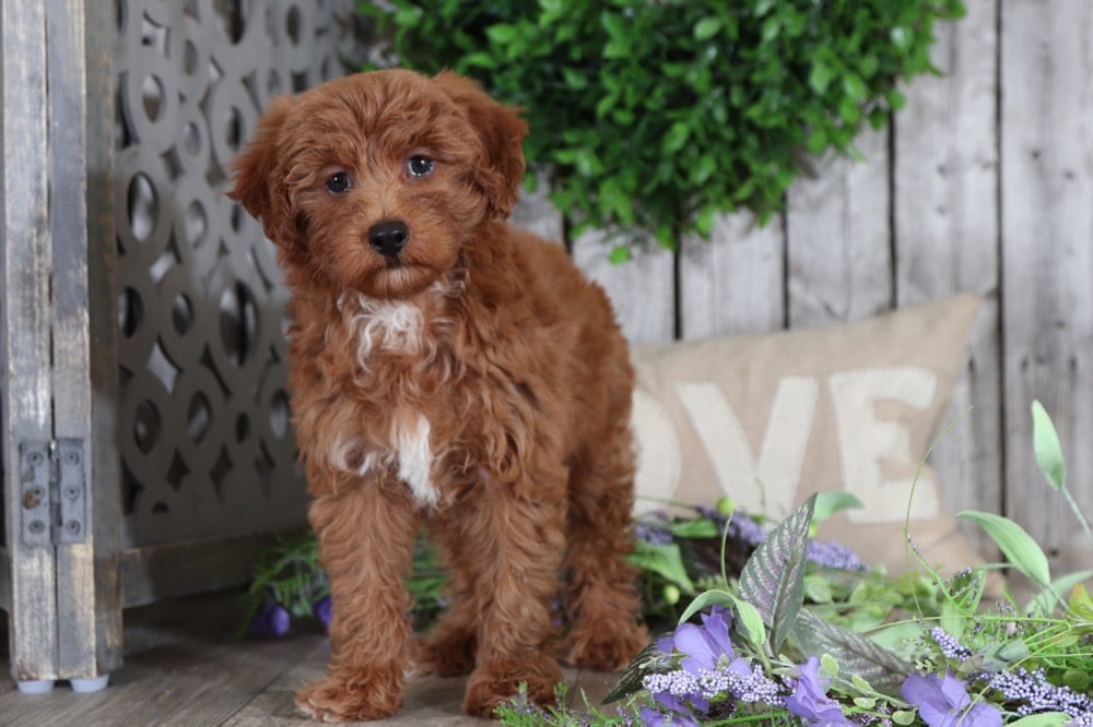 Fawn - Beautiful Mini Aussie-Poo Puppy - Image 4