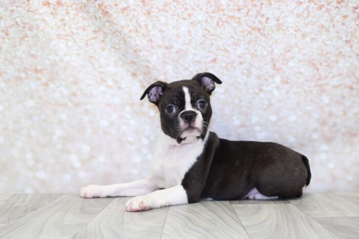 Felix - Cuddly ACA Female Boston Terrier Puppy - Image 2