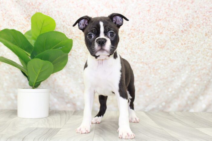 Felix - Cuddly ACA Female Boston Terrier Puppy