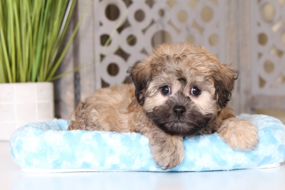 Fergus - Friendly Teddy Bear Puppy - Image 2