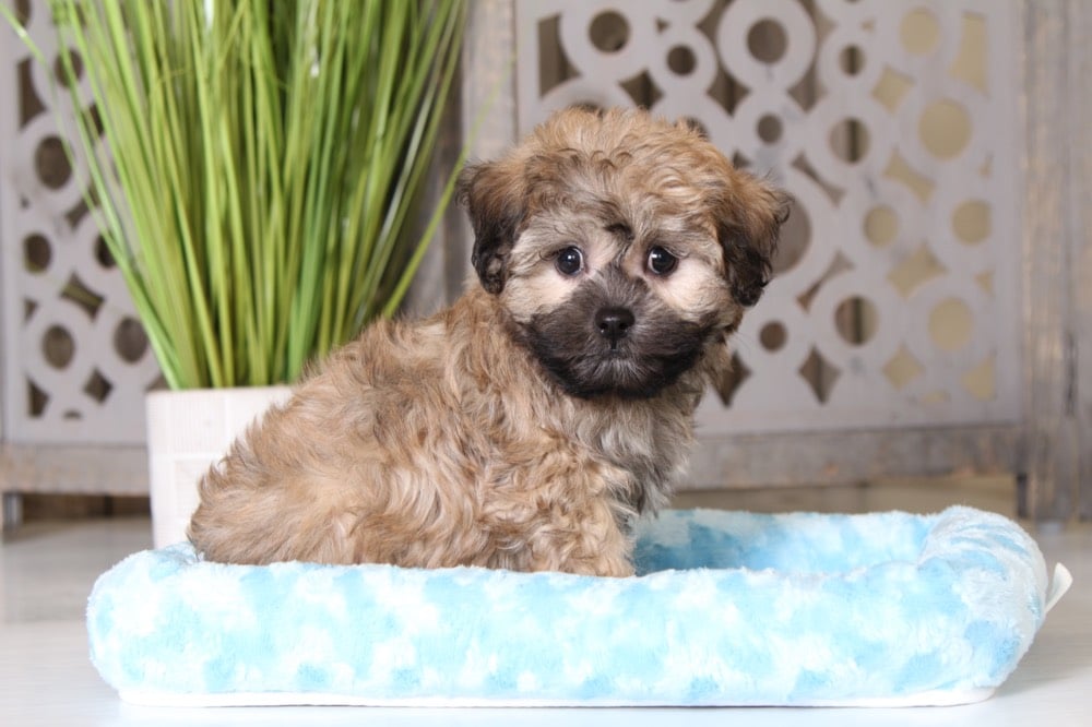 Fergus - Friendly Teddy Bear Puppy - Image 3