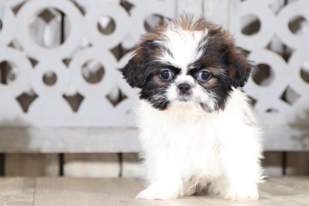 Fig - Sweet Imperial Shih Tzu