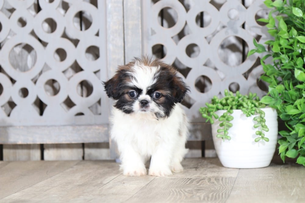 Fig - Sweet Imperial Shih Tzu - Image 4
