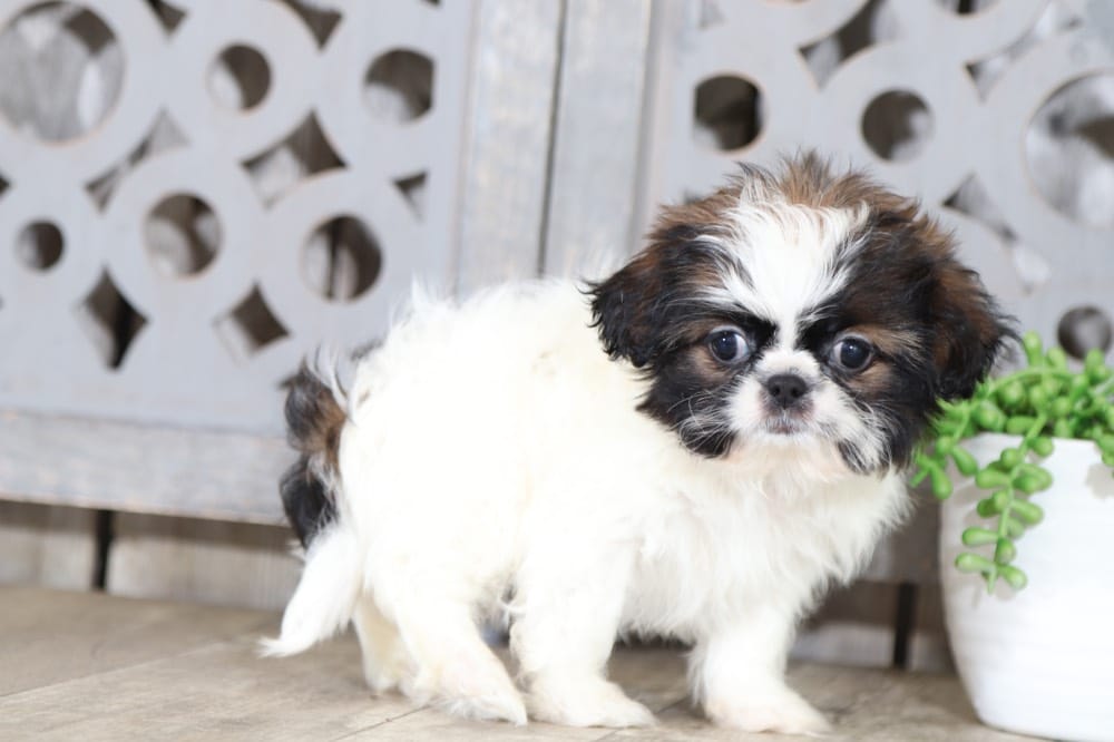Fig - Sweet Imperial Shih Tzu - Image 5