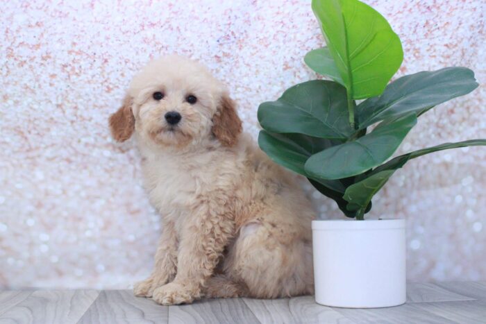 Finley- Pretty Female Mini Goldendoodle Puppy - Image 2