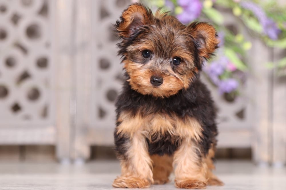Yorkie puppy toys Clearance