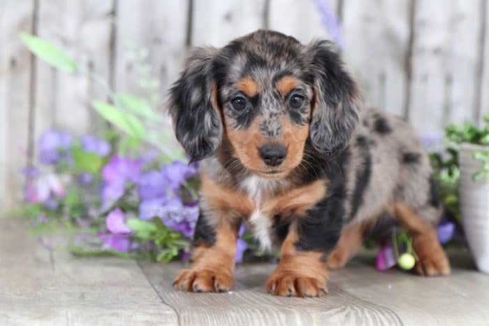 Fiona - Precious Long Haired Mini Dachshund