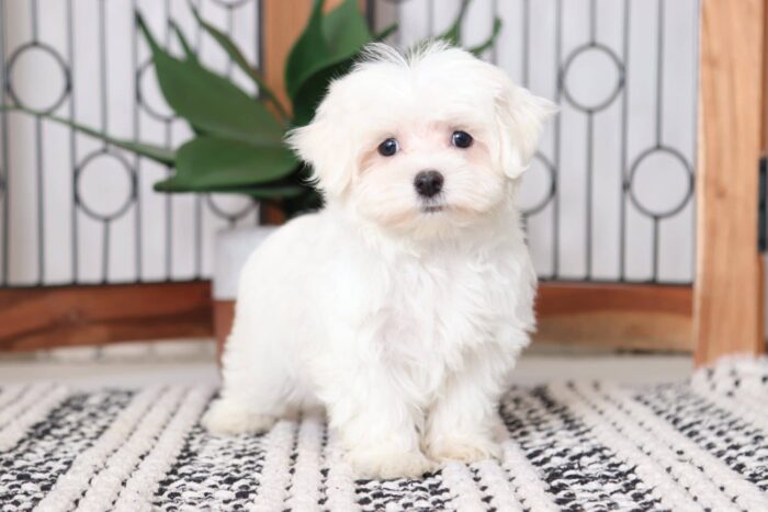 Fiona - Beautiful Female ACA Maltese Puppy