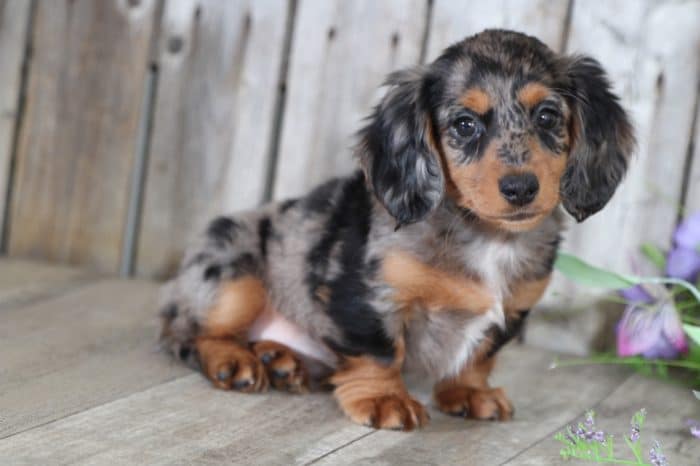 Fiona - Precious Long Haired Mini Dachshund - Image 2