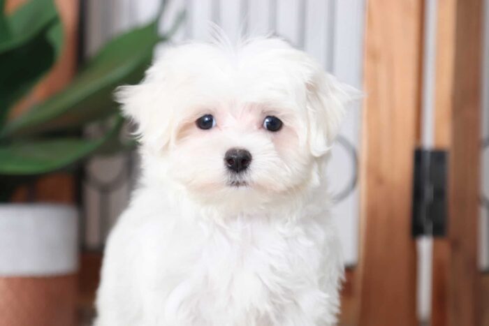 Fiona - Beautiful Female ACA Maltese Puppy - Image 2