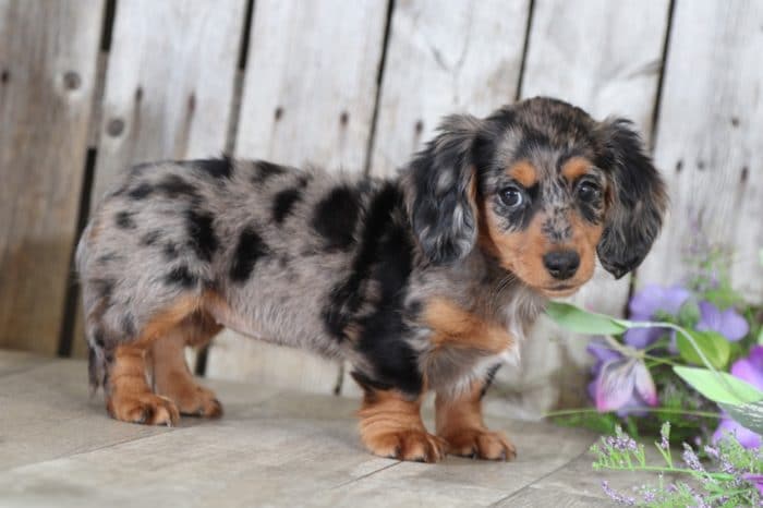 Fiona - Precious Long Haired Mini Dachshund - Image 3