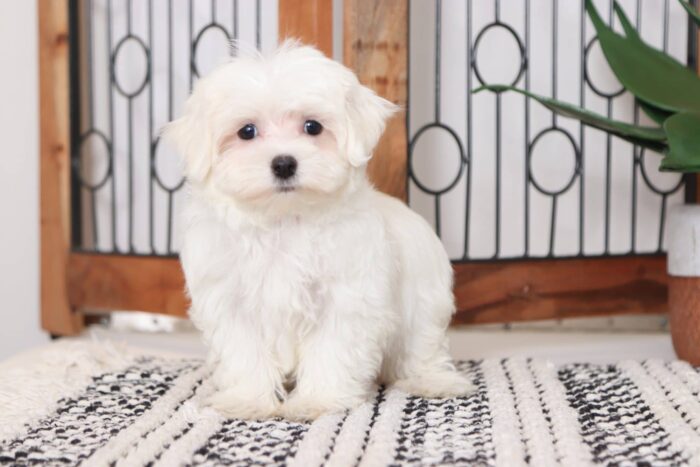 Fiona - Beautiful Female ACA Maltese Puppy - Image 3
