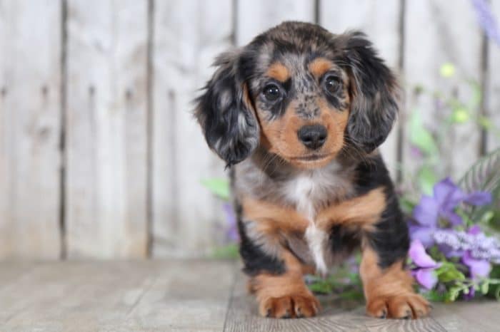 Fiona - Precious Long Haired Mini Dachshund - Image 4