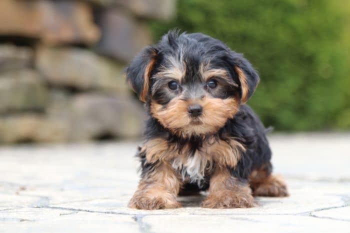 Fisher - Fun TEACUP Yorkie