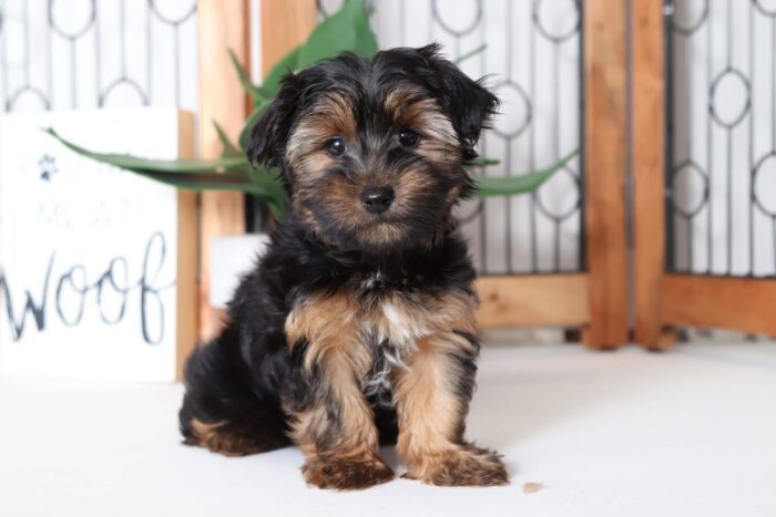 Fisher- Fun Little Male ACA Yorkie Puppy