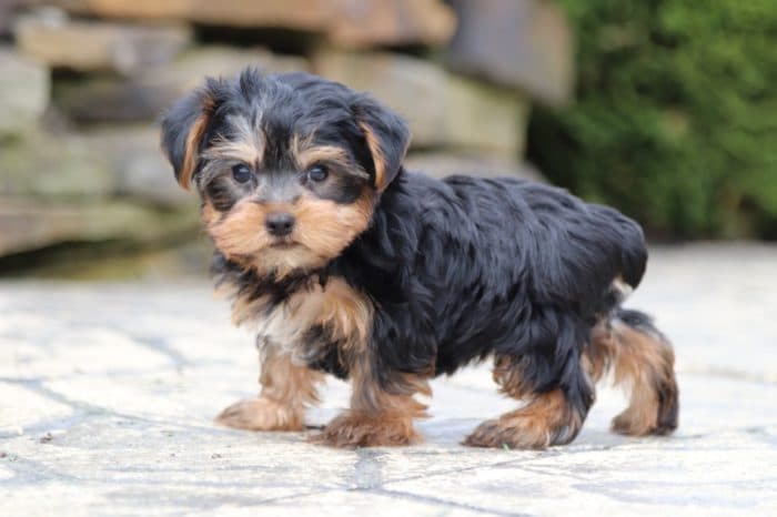 Fisher - Fun TEACUP Yorkie - Image 2