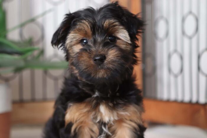 Fisher- Fun Little Male ACA Yorkie Puppy - Image 3