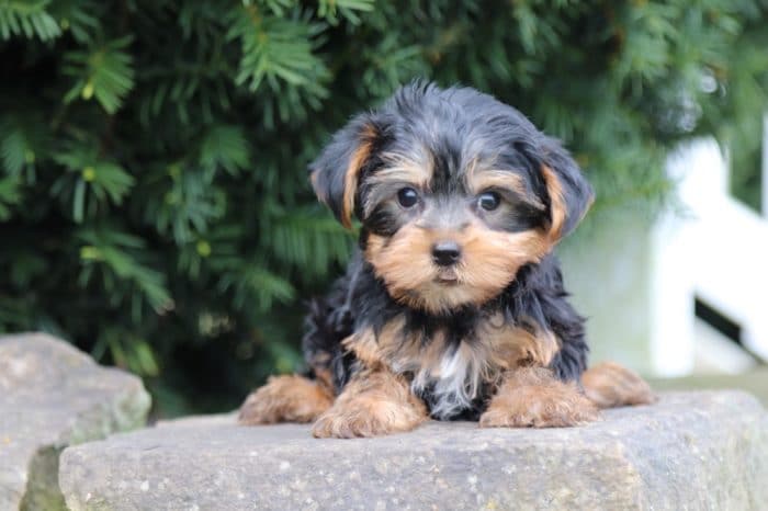 Fisher - Fun TEACUP Yorkie - Image 3