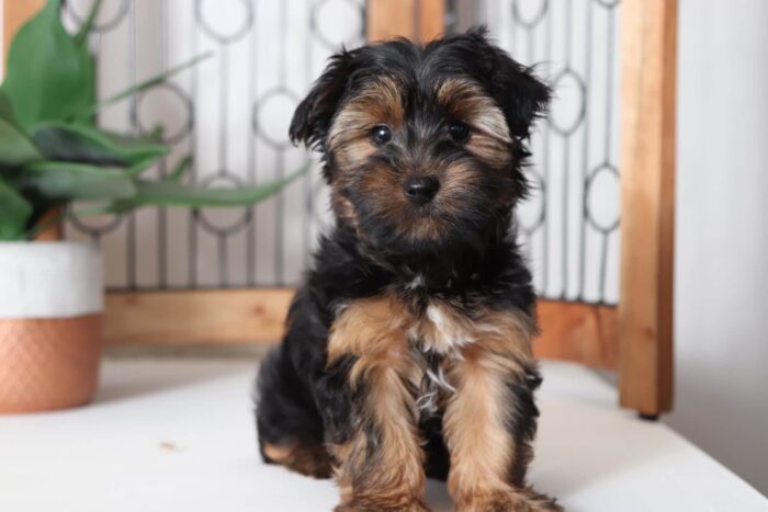 Fisher- Fun Little Male ACA Yorkie Puppy - Image 4