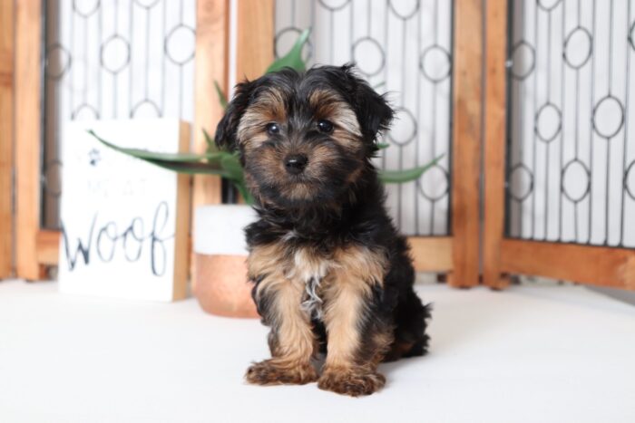 Fisher- Fun Little Male ACA Yorkie Puppy - Image 5