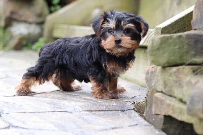 Fisher - Fun TEACUP Yorkie - Image 4