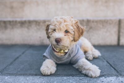 Cavapoo puppy on the street in the city
