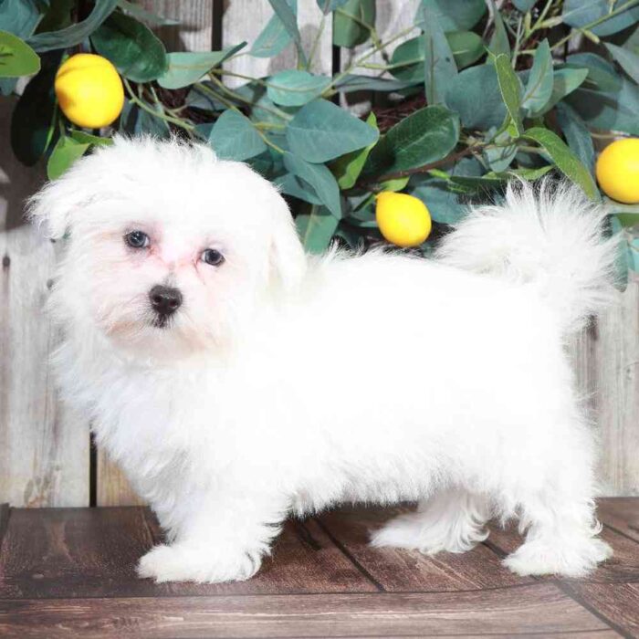 Flower - Cute Maltese