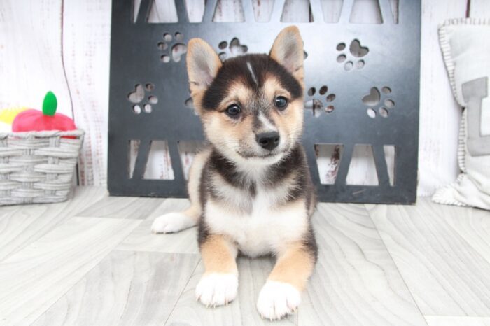 Flower - Happiest ACA Female Shiba-Inu Puppy