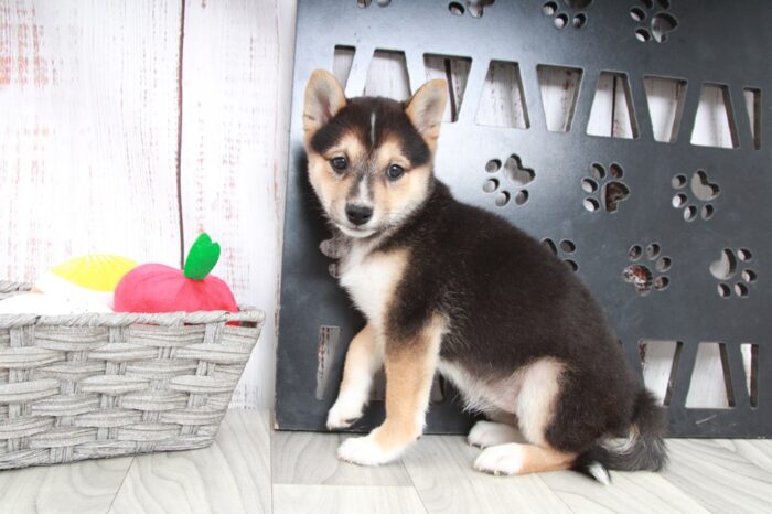 Flower - Happiest ACA Female Shiba-Inu Puppy - Image 4