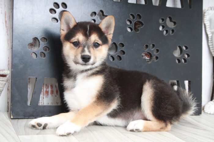 Flower - Happiest ACA Female Shiba-Inu Puppy - Image 3
