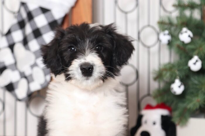 Forest- Sweet Black and White Collie-Poo Puppy - Image 2