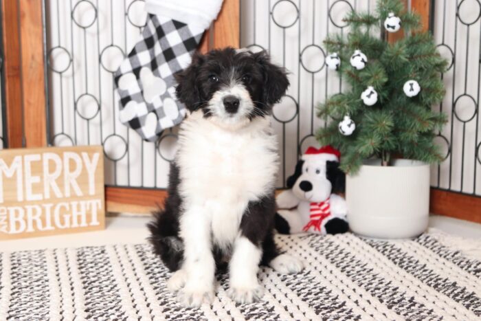 Forest- Sweet Black and White Collie-Poo Puppy - Image 3