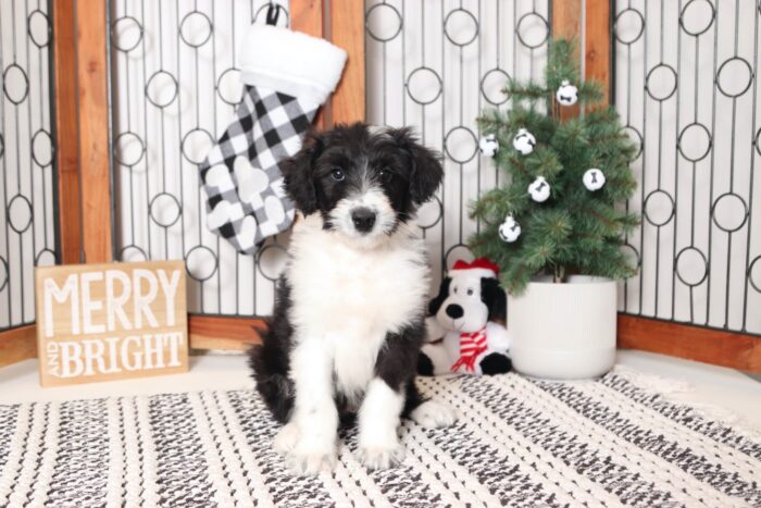 Forest- Sweet Black and White Collie-Poo Puppy - Image 4
