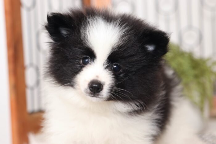 Frank - Darling Little Male Pomeranian Puppy - Image 2