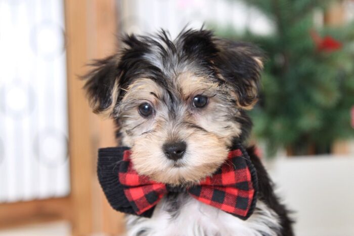 Geoffrey- Gentle Little Male Morkie Puppy - Image 2