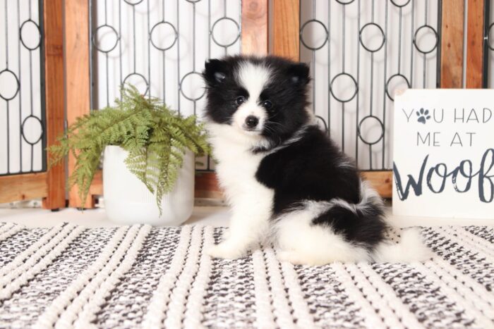 Frank - Darling Little Male Pomeranian Puppy - Image 3