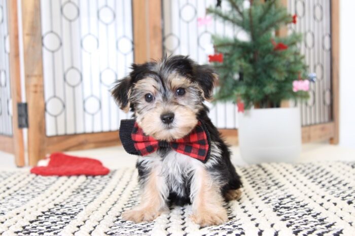 Geoffrey- Gentle Little Male Morkie Puppy - Image 4