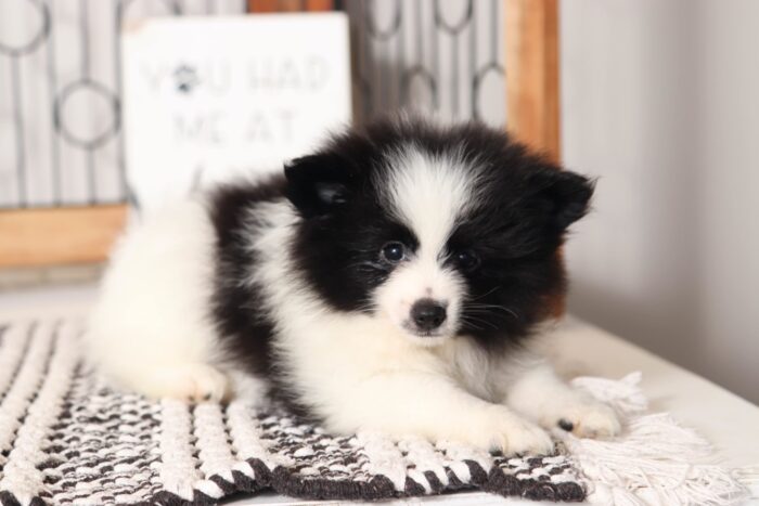 Frank - Darling Little Male Pomeranian Puppy - Image 4