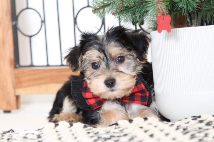 Geoffrey- Gentle Little Male Morkie Puppy - Image 5
