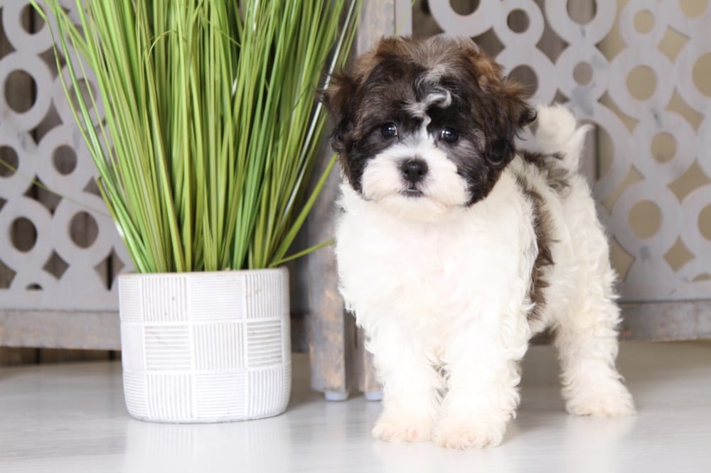 Frankie - Smart Little Teddy Bear Puppy