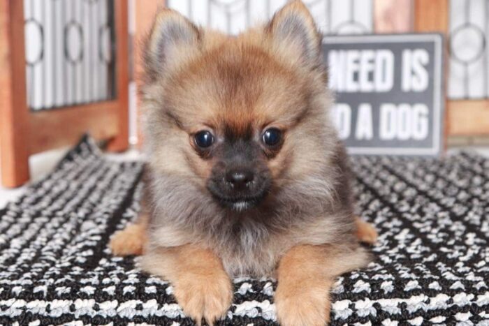Frankie- Cute Little Sable Male ACA Pomeranian Puppy
