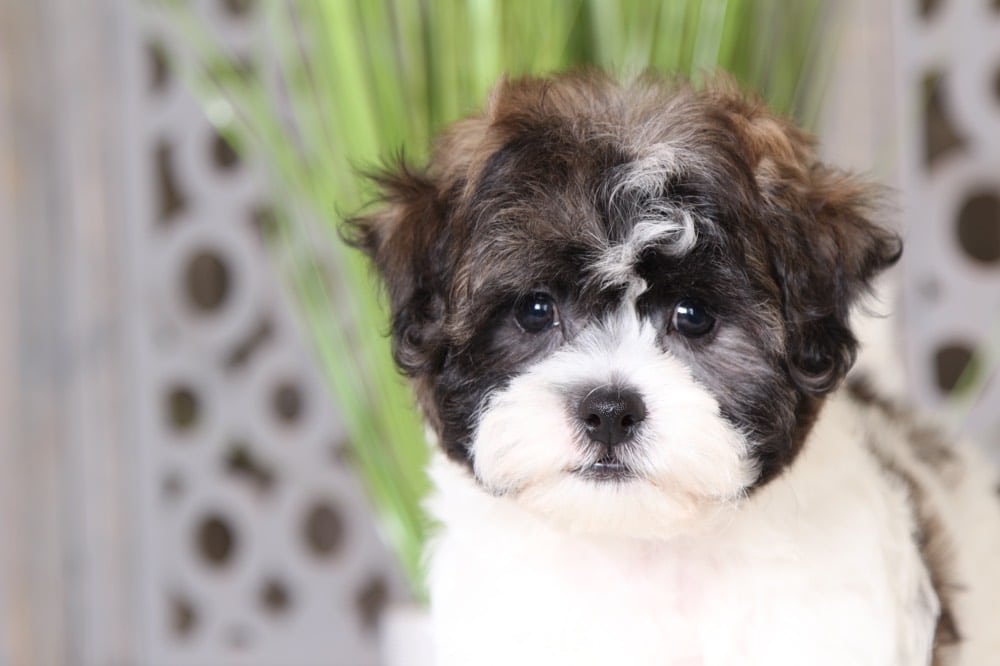 Frankie - Smart Little Teddy Bear Puppy - Image 2