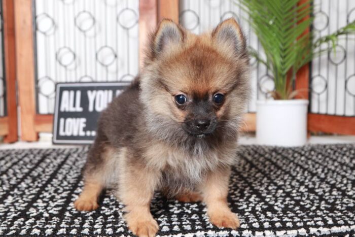 Frankie- Cute Little Sable Male ACA Pomeranian Puppy - Image 2