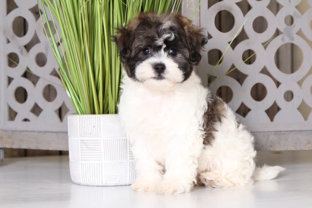 Frankie - Smart Little Teddy Bear Puppy - Image 3